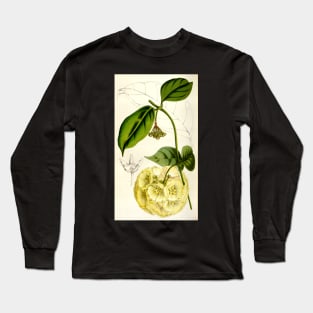 Hoya campanulata - botanical illustration Long Sleeve T-Shirt